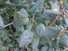 Cotinus obovatus