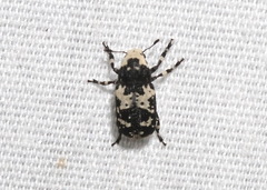 Euparius lugubris