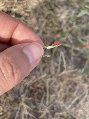 Cycloneda emarginata