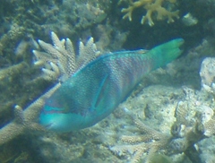 Scarus globiceps