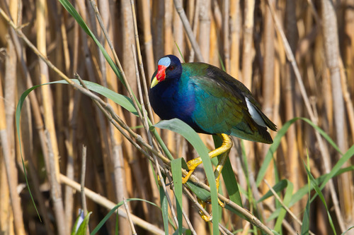 Purple Gallinule