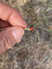 Cycloneda emarginata