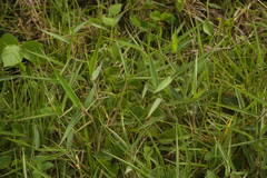Melinis minutiflora