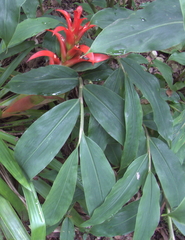 Guzmania