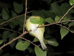 Vireo