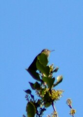 Sephanoides sephaniodes