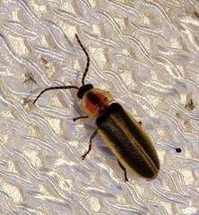 Photinus pyralis