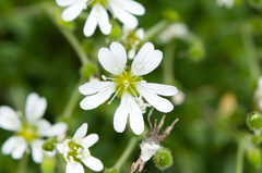 Cerastium morrisonense