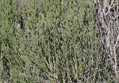Allenrolfea occidentalis