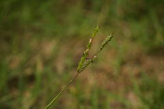 Paspalum notatum