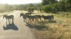 Equus quagga chapmani