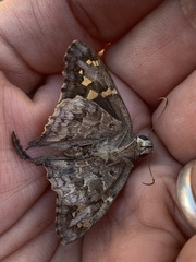 Thorybes dorantes calafia