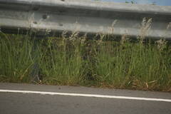 Melinis repens