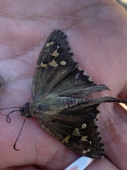 Thorybes dorantes calafia