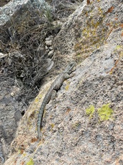 Sceloporus