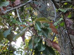 Quercus michauxii