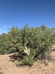 Pachycormus discolor