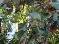 Quercus michauxii