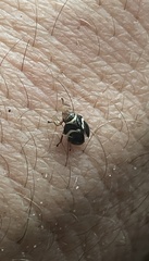 Bathyllus albicinctus