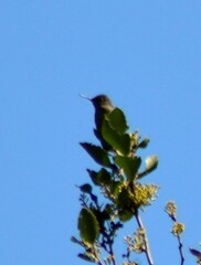 Sephanoides sephaniodes