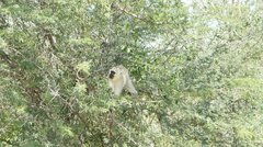 Chlorocebus pygerythrus pygerythrus