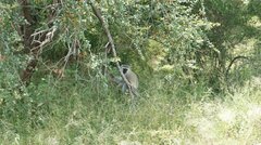 Chlorocebus pygerythrus pygerythrus