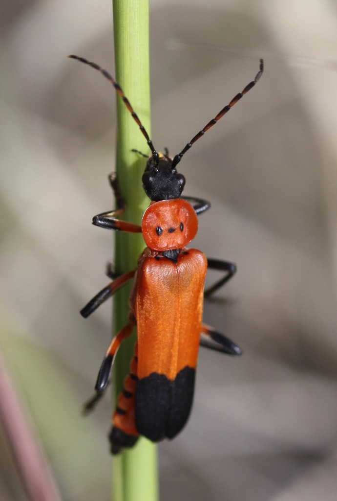 Chauliognathus profundus