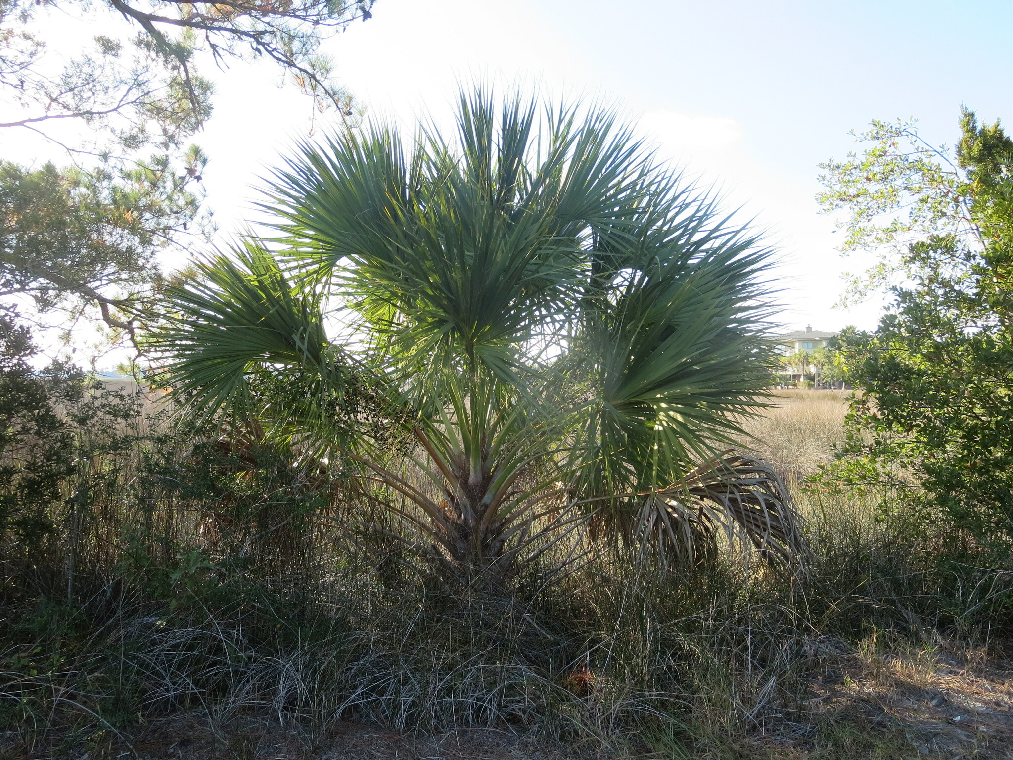 Sabal palmetto — photo 3
