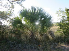 Sabal palmetto — photo 3