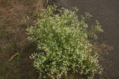 Parthenium hysterophorus