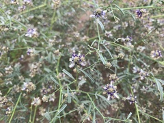Psorothamnus emoryi