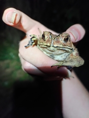 Duttaphrynus melanostictus