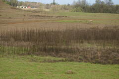 Leonotis nepetifolia