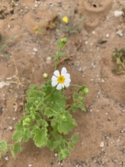 Amauria brandegeeana