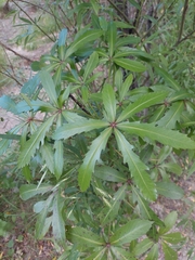 Pseudopanax crassifolius × lessonii