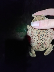 Duttaphrynus melanostictus