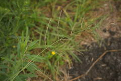 Eragrostis curvula