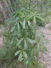Pseudopanax crassifolius × lessonii