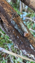 Selenosporella