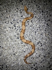 Agkistrodon laticinctus