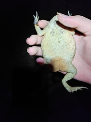 Duttaphrynus melanostictus