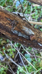 Selenosporella