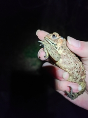 Duttaphrynus melanostictus