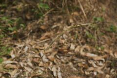 Cymbopogon refractus