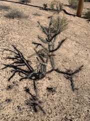 Cylindropuntia molesta molesta