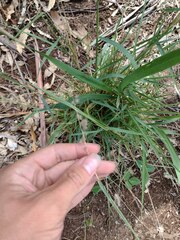 Melinis repens