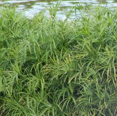 Cyperus alternifolius