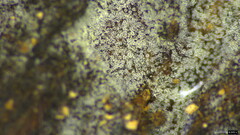 Selenosporella