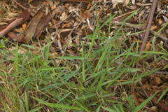 Melinis minutiflora