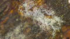 Selenosporella
